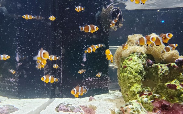 ちゅら海とはひと味違う空港近くの水族館　楽しめます(豊見城市)