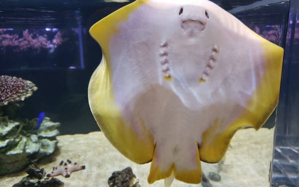 ちゅら海とはひと味違う空港近くの水族館　楽しめます(豊見城市)