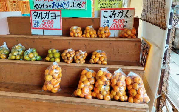 みかんの里(本部町)