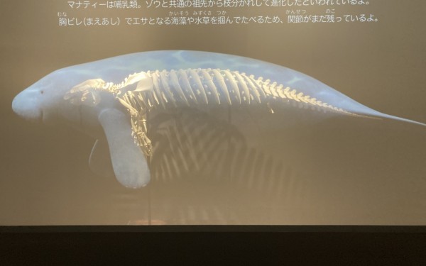 スケスケ展―スケると見える仕組みの世界―
