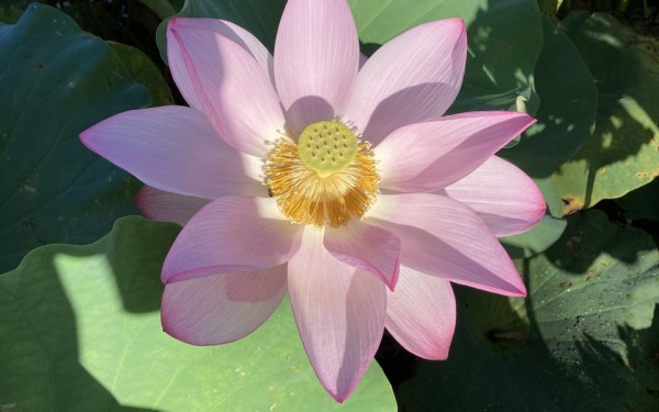 東南植物楽園「蓮・睡蓮まつり」と「楽園台湾朝食」