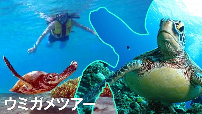 石垣島でウミガメに会おう！シュノーケリング・体験ダイビング格安予約
