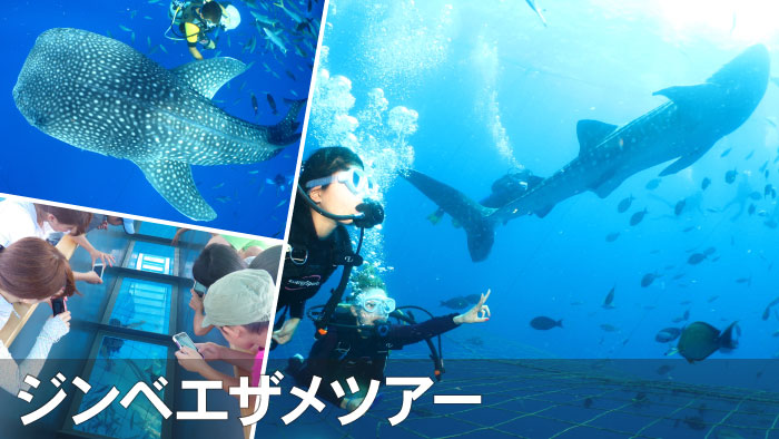 沖縄でジンベエザメと一緒に泳ぐ体験ダイビング・シュノーケル