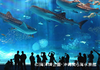 おすすめ観光ルート 美ら海水族館