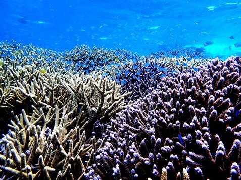 【小浜島発】 バラス島&幻の島上陸+石西礁湖・海亀シュノーケリング(5h)