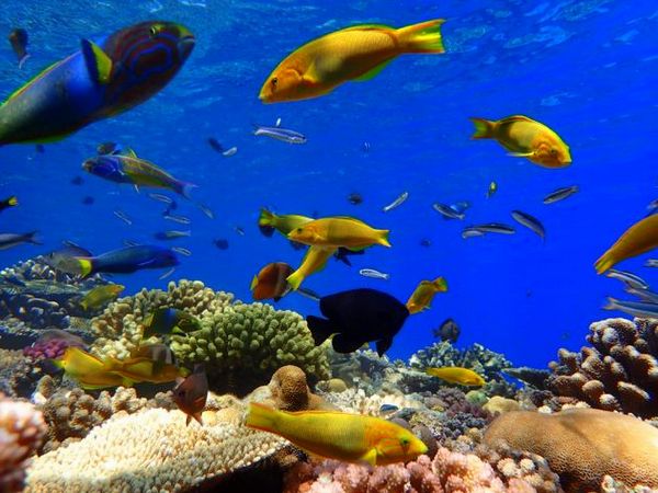 沖縄の人気スポット　瀬底島サンゴ畑ボートシュノーケル