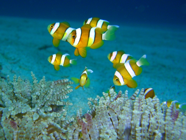 水納島プチ上陸★写真サービス付き★ボート体験ダイビング|美ら海水族館にも近いよ♪【冬季限定】