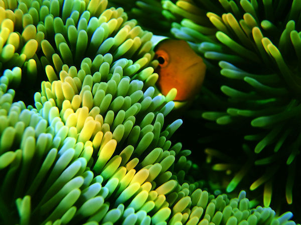 熱帯魚