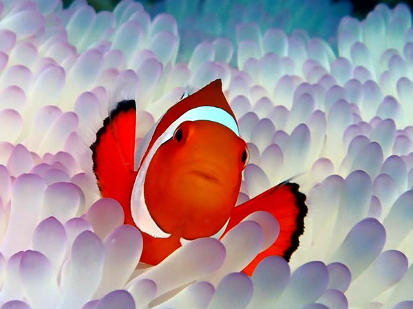 シュノーケル