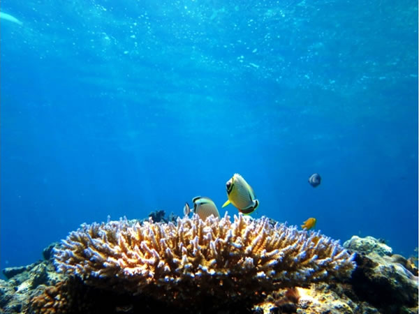 【小浜島発着】夕方発お魚畑さんご礁シュノーケル!小浜島観光レンタサイクル特別割引(小浜島島内送迎付)4歳以下完全無料!