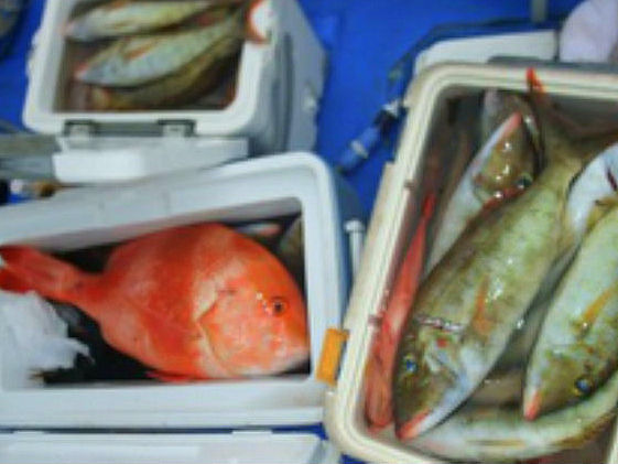大物釣り体験