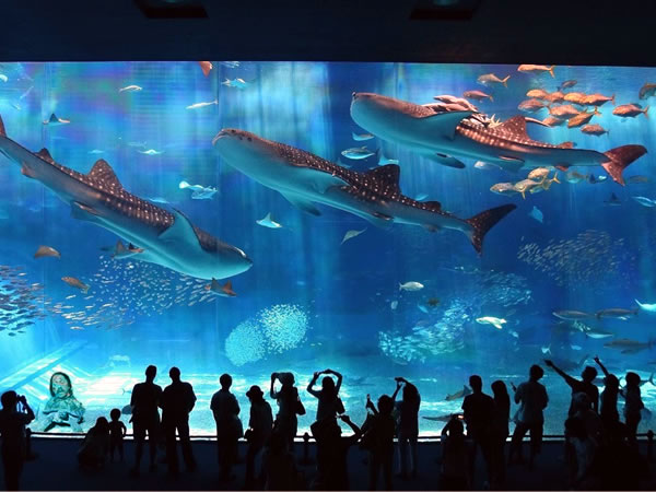 沖縄美ら海水族館
