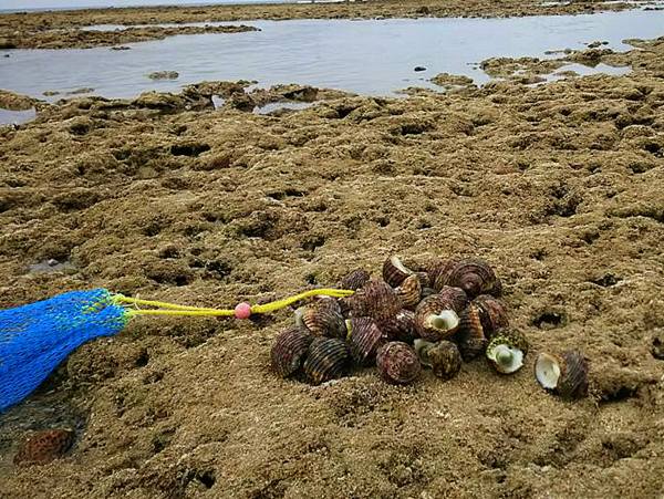 【やんばる国立公園】海の自然観察・潮干狩り体験