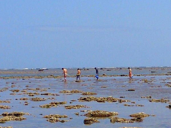 海の自然観察