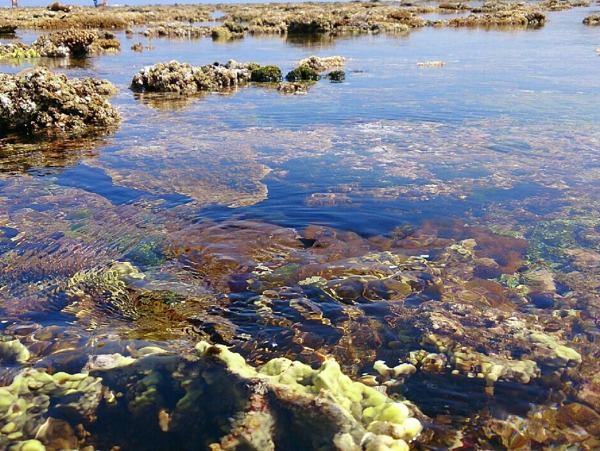 【やんばる国立公園】海の自然観察・潮干狩り体験