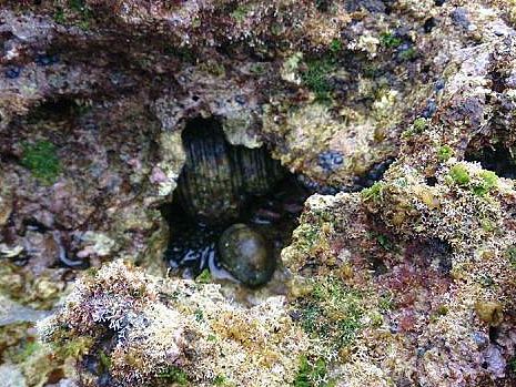 海の自然観察