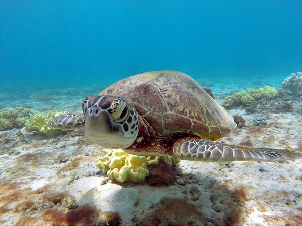 【宮古島】ウミガメと泳ごう♪ ビーチシュノーケリング♪