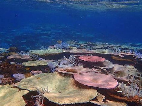【宮古島・池間島発】八重干瀬(ヤビジ)1日ボートシュノーケル