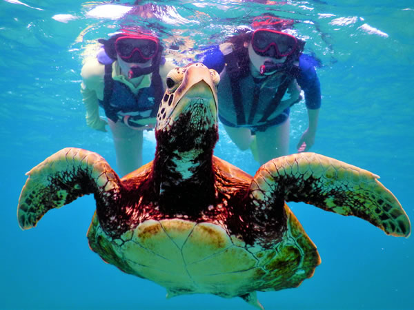 ウミガメと息を合わせて