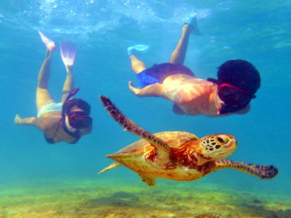海がめシュノーケル