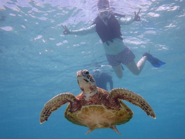ウミガメシュノーケル