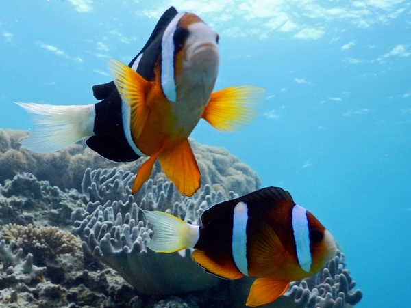 【動画カメラレンタル付き】初心者OK!美ら海水族館近く人気スポット《ゴリラチョップ》シュノーケリング