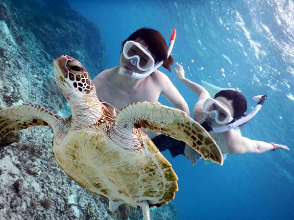 ウミガメと泳ごう