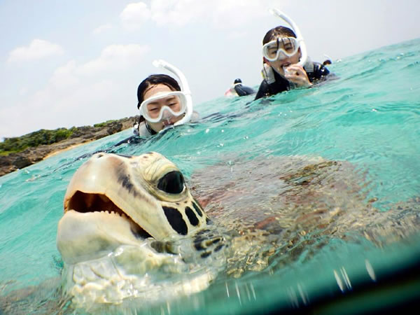 【宮古島ウミガメと珊瑚どっちもフォトツアー】遭遇率100%継続中!ウミガメと泳ぐ♪撮る♪珊瑚も観察してみよう♪