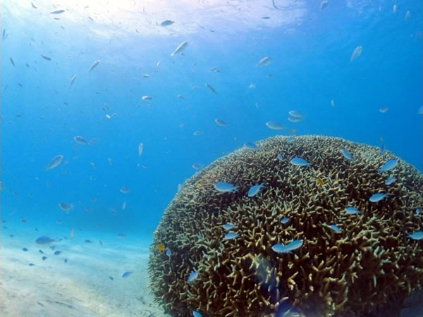 【宮古・下地島】熱帯魚がいっぱい♪天然の水族館『中の島ビーチ(カヤッファビーチ)』で感動シュノーケリング♪(送迎あり)