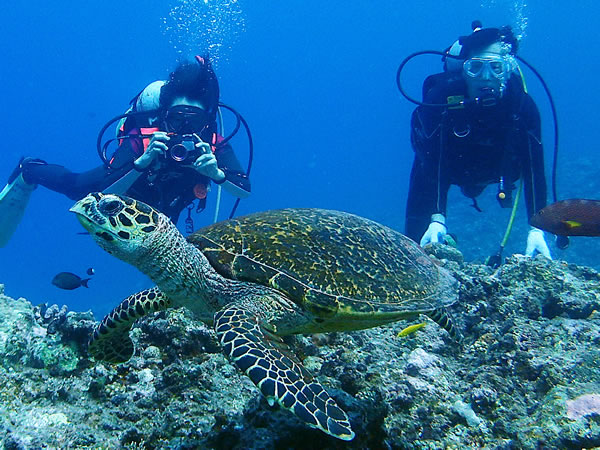 【伊良部島・下地島周辺】ボートでしか辿り着けない魅惑のポイントで体験ダイビング(送迎あり)