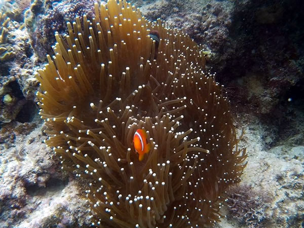 熱帯魚