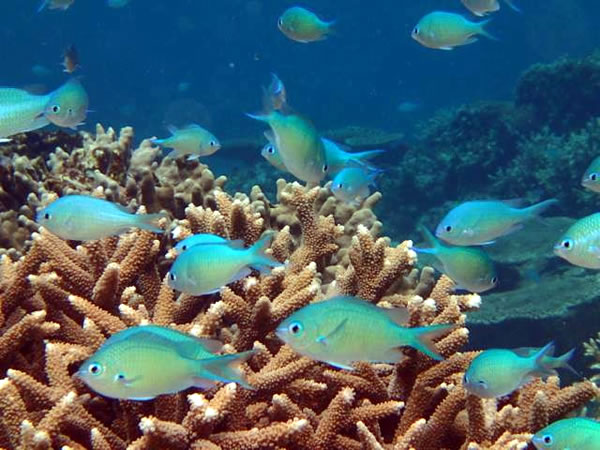 熱帯魚とサンゴ礁