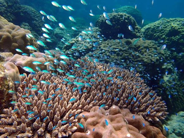 天然の水族館♪