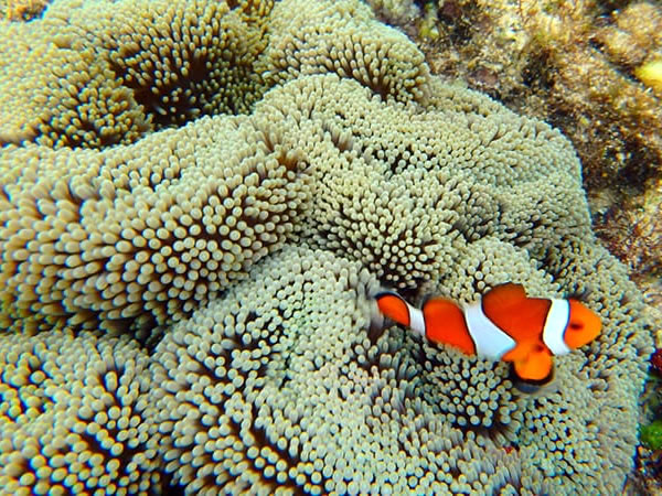 【石垣島】動画で撮ろう♪青の洞窟シュノーケリング1時間ツアー【アクションカメラ付】(送迎あり)