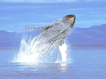 【那覇発けらま】クジラが大好きな船長と行くホエールウォッチング