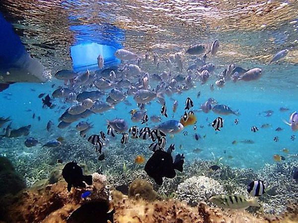 2歳~OK/全体が透明なクリアカヤックで熱帯魚ウォッチング♪【美ら海水族館・備瀬フクギ並木近く】