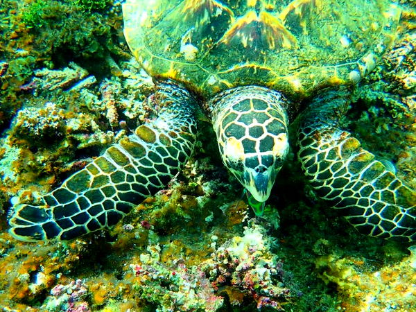 ウミガメ!?