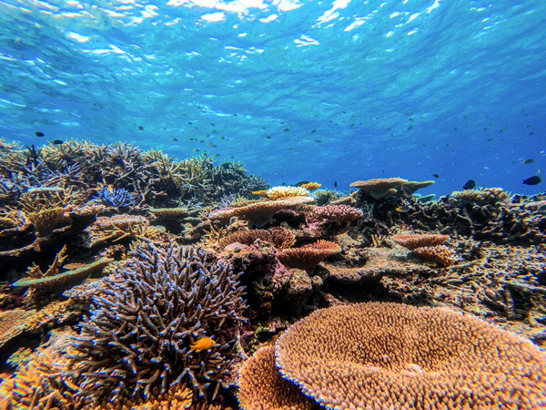 【西表島/半日】サンゴの欠片でできた「奇跡の島」でウミガメと泳ごう！バラス島ボートシュノーケリング【写真データ無料】