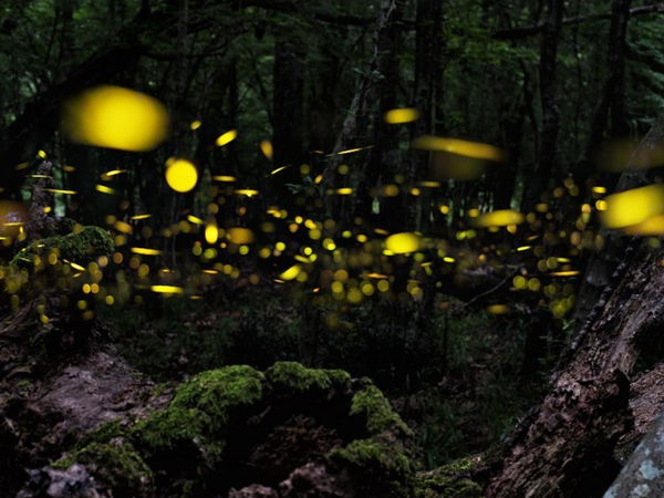 【西表島:3月~5月限定】ヤエヤマヒメボタル観賞ツアー(送迎あり)