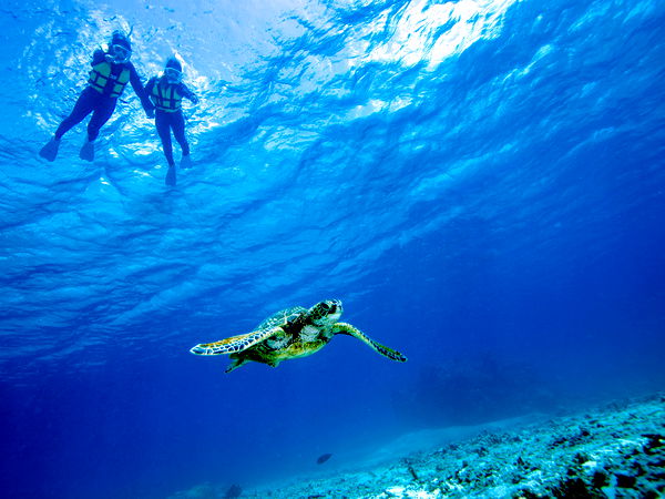 【宮古島】2本立て♪憧れのウミガメと泳ぐシュノーケル＆クマノミや熱帯魚を見るサンゴ礁シュノーケル♪5歳から参加OK♪