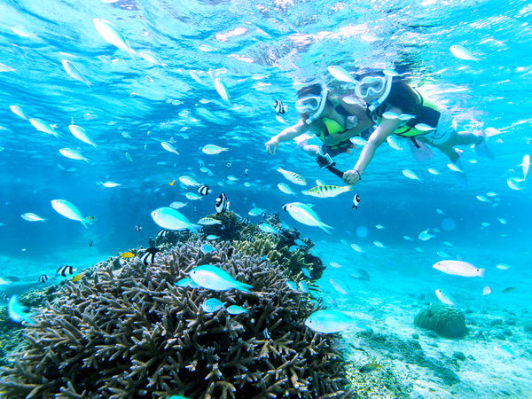 【宮古島】2本立て♪憧れのウミガメと泳ぐシュノーケル＆クマノミや熱帯魚を見るサンゴ礁シュノーケル♪5歳から参加OK♪