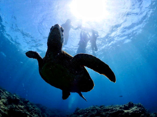【石垣島】ウミガメガイドと行くウミガメビーチシュノーケリング♪(送迎あり)