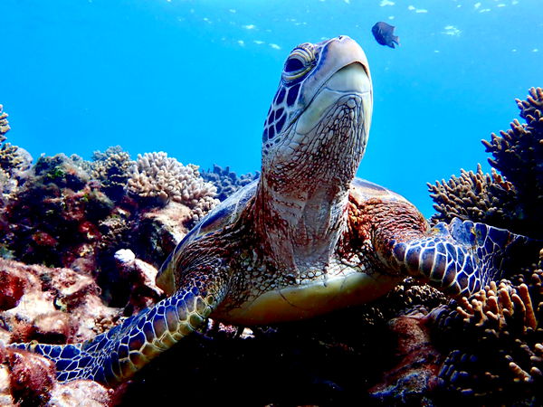 ウミガメポイントへ