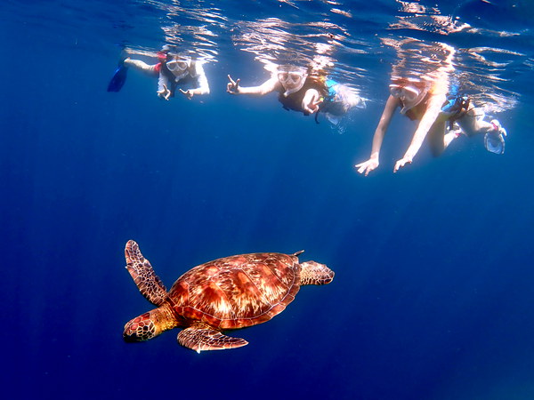 【学割あり:石垣島】アメイジングサンセットタイム!ウミガメガイドと行くウミガメビーチシュノーケリング♪(送迎あり)