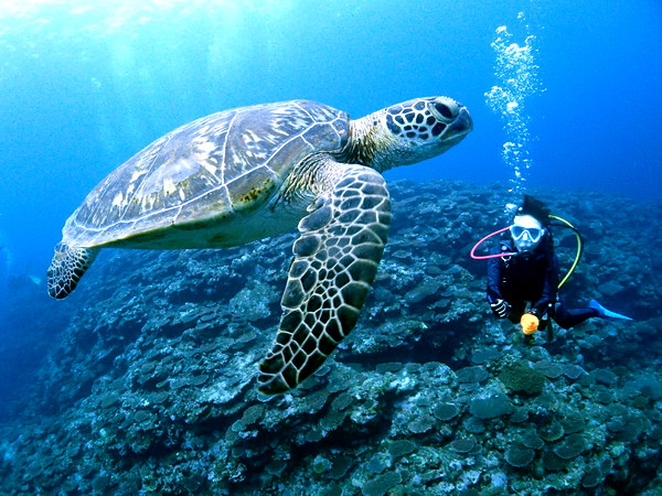 【石垣島】マンタorウミガメを探そう♪体験ダイビング(2ダイブ)+シュノーケル♪