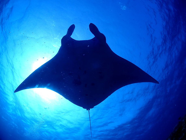 【石垣島】マンタorウミガメを探そう♪体験ダイビング(2ダイブ)+シュノーケル♪
