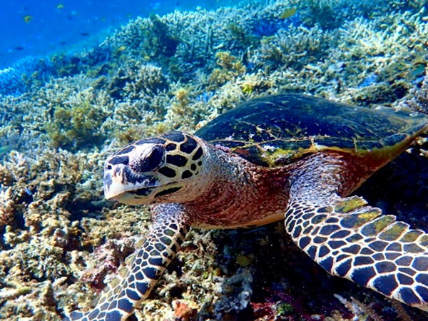 海亀ポイントへ