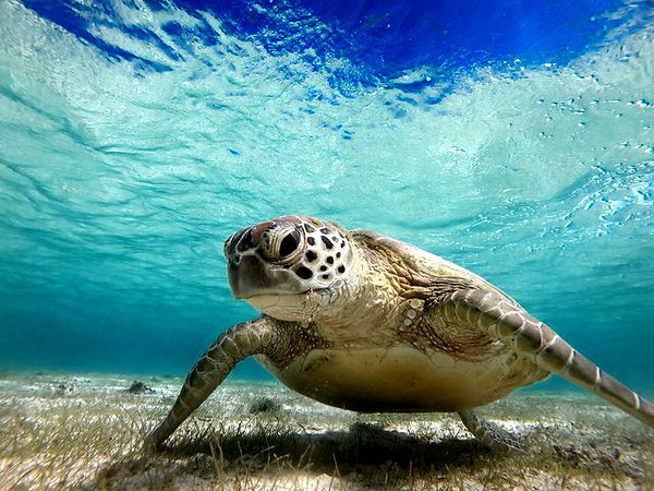 1歳~OK/【宮古島】クリアSUP&ウミガメシュノーケル★追加料金ナシ|全額返金保証|レンタル・写真無料