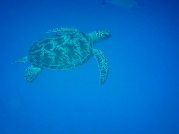 古宇利島シュノーケリング