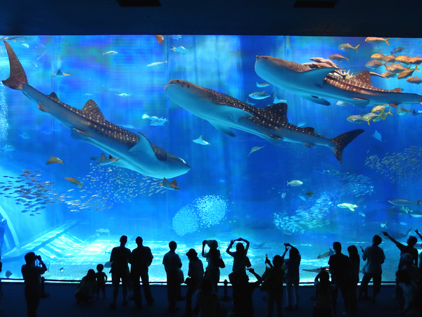 沖縄美ら海水族館